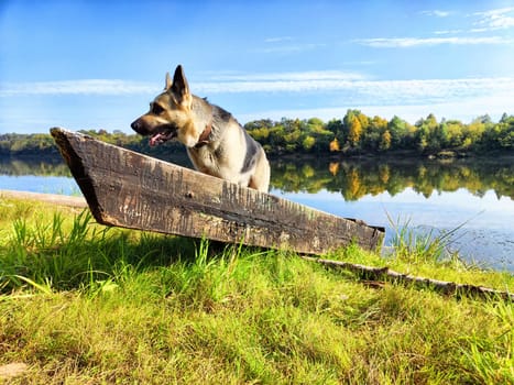 Large German Shepherd dog in an old boat in nature near the water of a lake or river on a summer, spring, autumn day. Russian eastern European dog veo