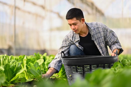 Young Asian smart farmer harvesting vegetable in organic farm. Business agriculture concept.