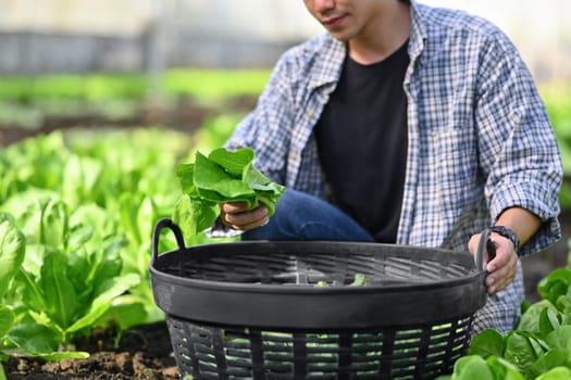 Shot of farmer harvesting green cos lettuce in greenhouse. Business agriculture concept.