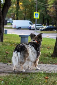 Gray dog in autumn park close up portrait