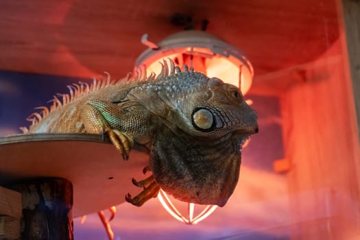 Iguana on a shelf in red light close up