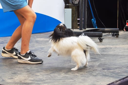 White papillon Dog is dancing outdoors close up