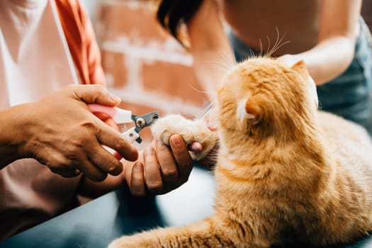 Close-up of cat nail trimming as veterinarian tends to Scottish Fold cat claws, meticulous pet care. A girl expertly cuts orange cat's nails, emphasizing importance of proper nail care for animals.