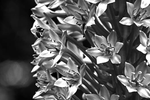 Monochrome macro image of the flowers of Eucomis autumnalis also known as Pineapple Lily or Autumn Pineapple Lily photographed in full bloom in the Walter Sisulu Botanical Garden Johannesburg South Africa