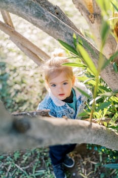 Little girl stands under a tree and looks up. Top view. High quality photo