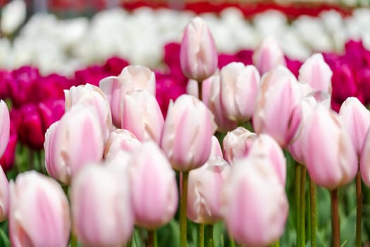 Tulip field. Pink tulips with white stripe close-up. Growing flowers in spring