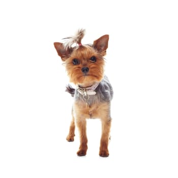 Animal, terrier and dog or pet in studio with collar, relax and standing on mock up space for best friend. Puppy, face or canine for protection, companion or therapy and hairstyle on white background.