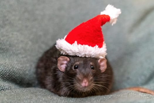 Rat Santa hat. Symbol of the Chinese New Year. Funny black rat Dumbo in a red santa checker on a green background