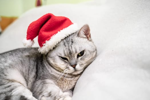 Scottish straight Christmas cat in a red santa hat sleeps on a white blanket. Pets, Christmas stories with pets