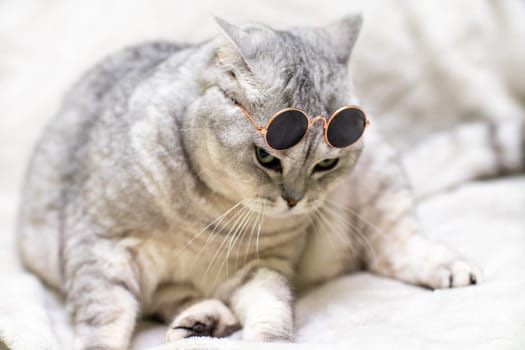 British silver cat in glasses, on a white background. Pets