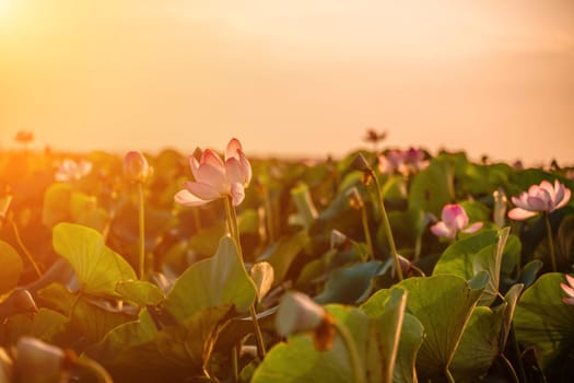 Sunrise in the field of lotuses, Pink lotus Nelumbo nucifera sways in the wind. Against the background of their green leaves. Lotus field on the lake in natural environment