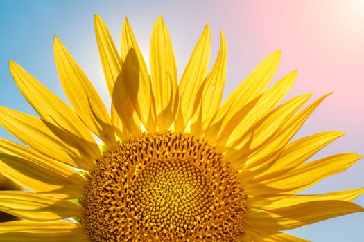 Half of a sunflower flower against a blue sky. The sun shines through the yellow petals. Agricultural cultivation of sunflower for cooking oil