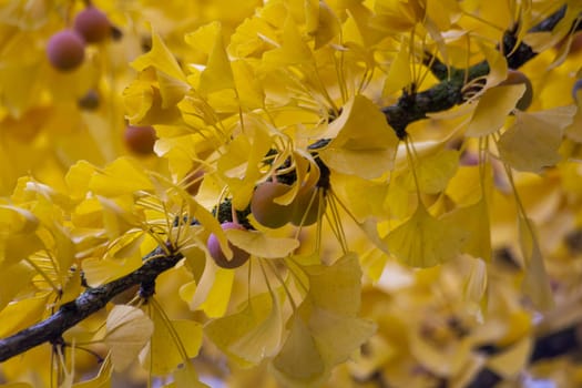 Branch with yellow and gold leaves on ginkgo tree. High quality photo