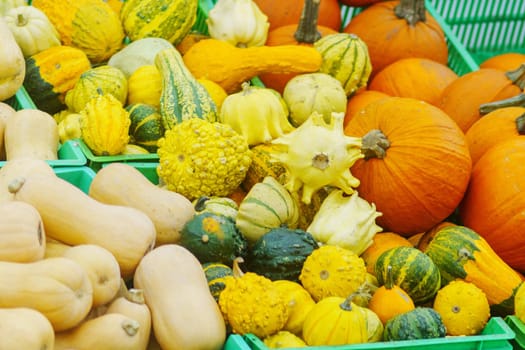 Colorful Harvest: Assorted Vegetables in Baskets. Selling ugly vegetables. Selective focus