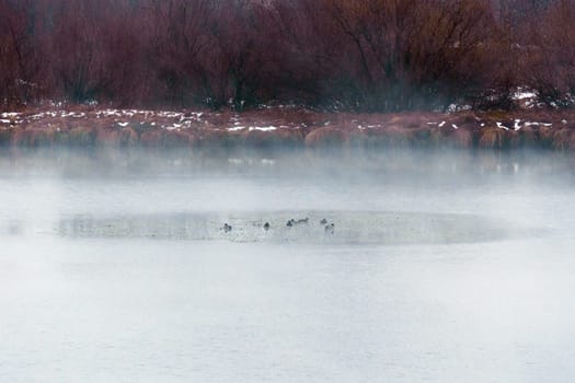 Body of water surrounded by trees and fog. Mysticism nature, tranquility