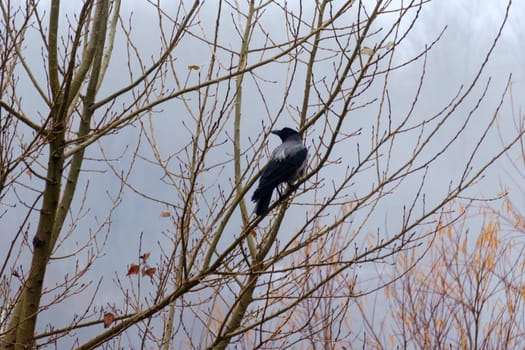 Black bird raven perched on a high branch of a tree. Mystical atmosphere