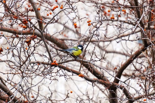 Small bird tit sitting on a branch of a tree. Selective focus