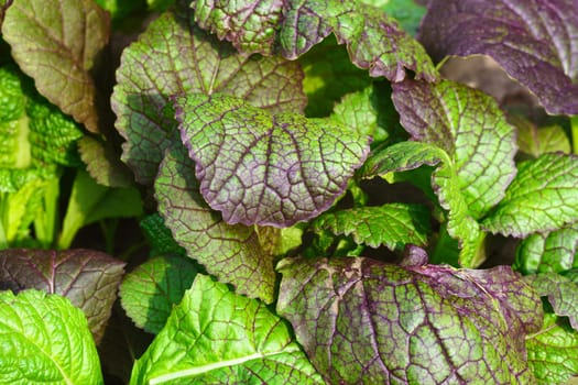 Large mustard leaves of green leafy plant cultivated in garden. Texture