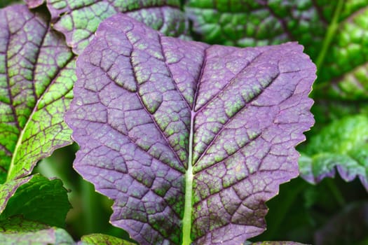 Mustard plants, close up. freshly harvested mustard greens in garden.