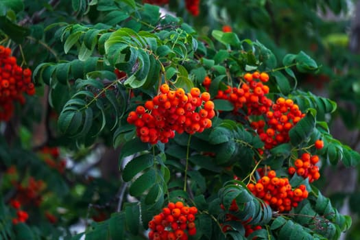 Rowan branch with a bunch of red ripe berries. Selective focus