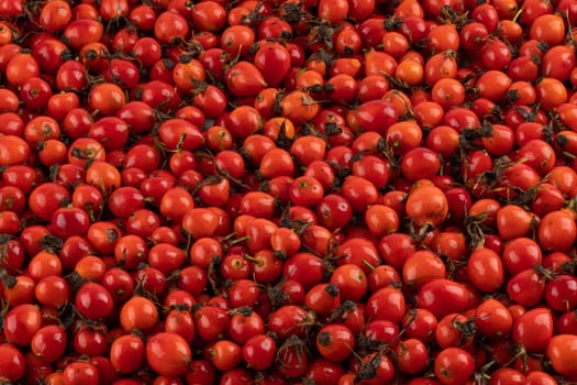 pile of red dog-rose rosehip fruits full frame background and texture.