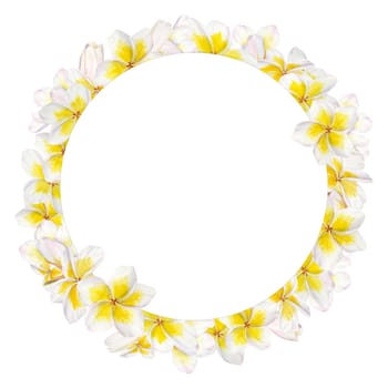 White frangipani illustration. Watercolor hand drawn round frame, clip art of exotic flower plumeria. Tropical painting for wedding invitations, spa and massage salon prints, cosmetic packing, travel guides.