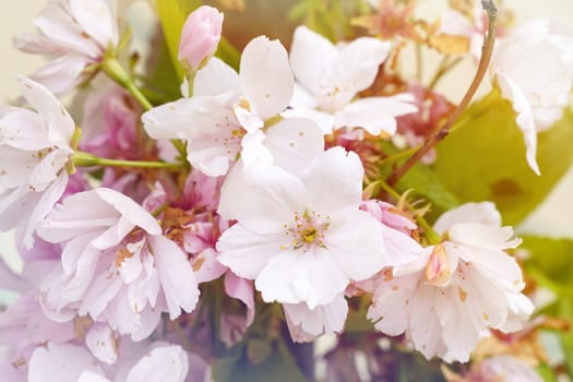 Floral background. Pink Sakura flowers bloom on the tree.