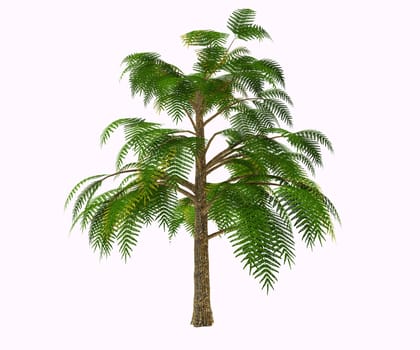 Archaeopteris is one of Earth’s earliest trees, if not the earliest. Like all Devonian vegetation, it used to grow close to waters. Diffused in both Laurasia and Gondwana, it reproduced itself through spores.
