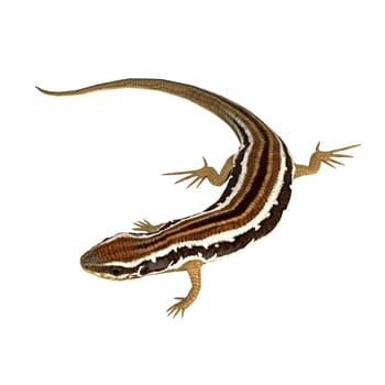 The Common Garden Skink is a small carnivorous lizard that lives in Australia.