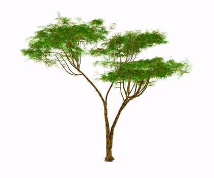 The Umbrella Acacia thorn grows as a tree, shrub or bush in Africa and has fruit-bearing seed pods eaten by the wildlife.