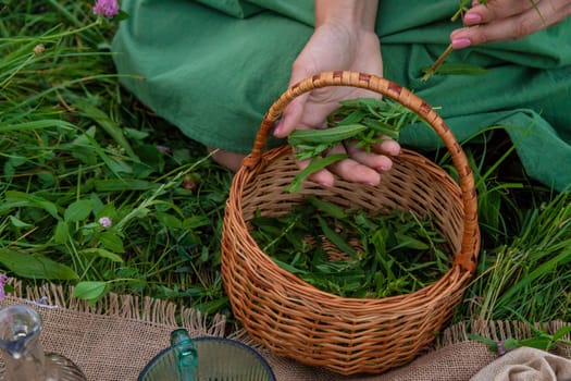 A woman makes herbal tincture. Selective focus. Nature.