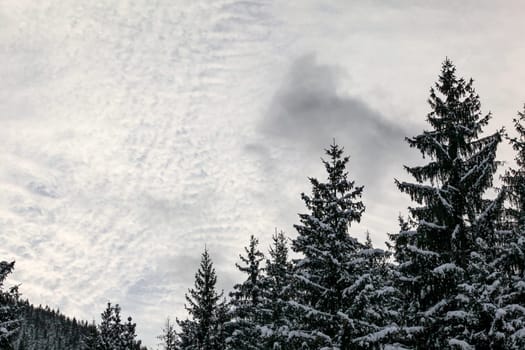 Coniferous tree tops covered with snow, small clouds sky (space for text) in background