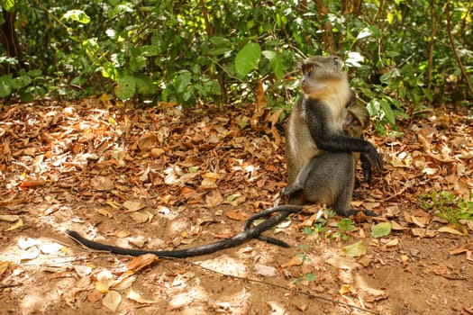 Baby Sykes' Samango monkey (Cercopithecus albogularis) holds onto her mother standing on the ground. Gede, Watamu region, Kenya