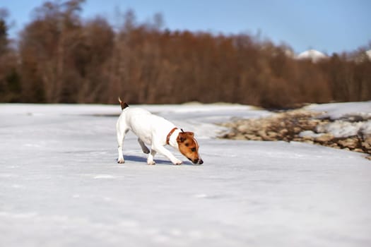 Small Jack Russell terrier walking on snow covered river, sniffing ice, blurred trees in background.