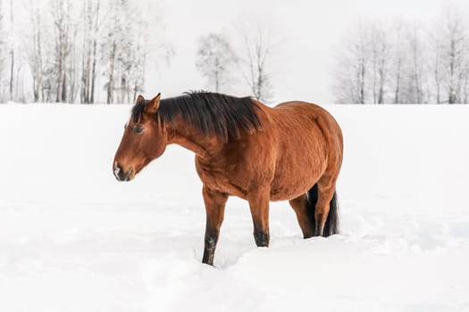 Brown horse walks on snow covered field, trees in background