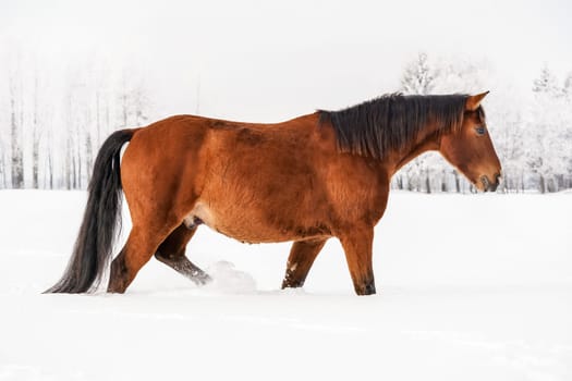 Brown horse wades through snow covered field, blurred trees in background, side view.