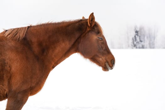 Brown horse on snow field, blurred trees in background, detail on head.