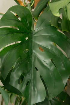 A fragment of the interior with a variety of indoor plants. Urban jungle concept. Biophilia design