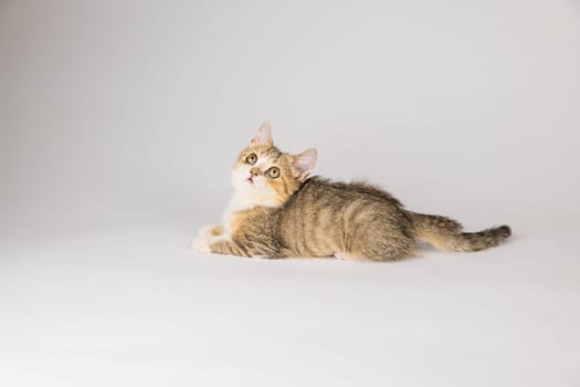 An isolated, beautiful little grey Scottish Fold kitten, looking playful and cheerful, is the focus of this cat portrait against a white background.