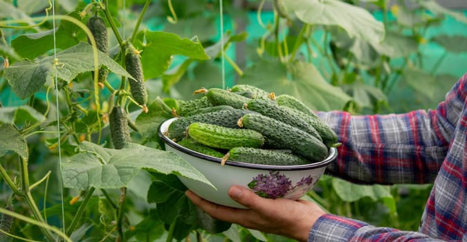 A male farmer harvests cucumbers in a greenhouse. Selective focus.