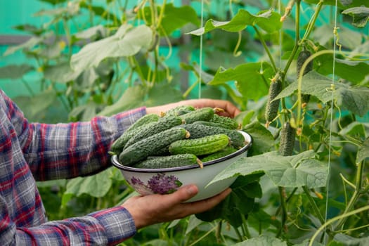 A male farmer harvests cucumbers in a greenhouse. Selective focus.