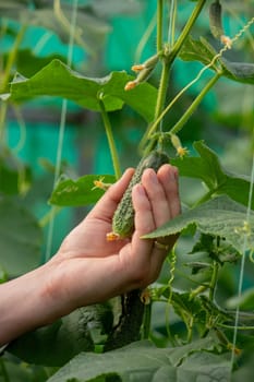 A male farmer harvests cucumbers in a greenhouse. Selective focus.