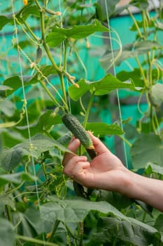 A male farmer harvests cucumbers in a greenhouse. Selective focus.