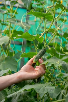 A male farmer harvests cucumbers in a greenhouse. Selective focus.