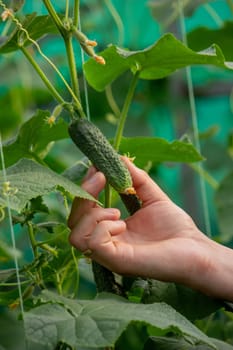 A male farmer harvests cucumbers in a greenhouse. Selective focus.