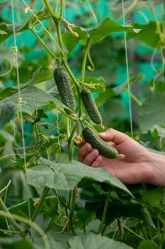 A male farmer harvests cucumbers in a greenhouse. Selective focus.