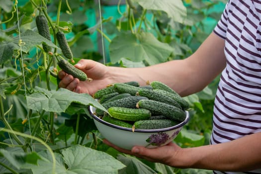 A male farmer harvests cucumbers in a greenhouse. Selective focus.