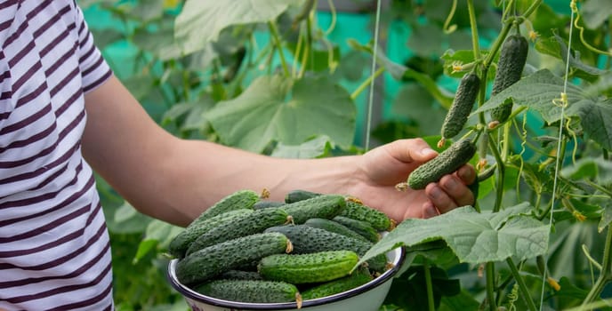 A male farmer harvests cucumbers in a greenhouse. Selective focus.