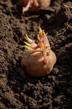 planting potatoes in spring, farm potatoes in hands. Selective focus. Nature