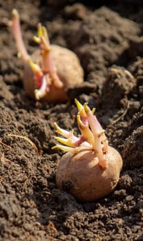 planting potatoes in spring, farm potatoes in hands. Selective focus. Nature